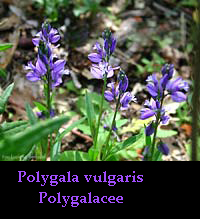 polygala vulgaris