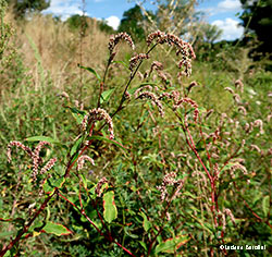 Polygonum persicaria
