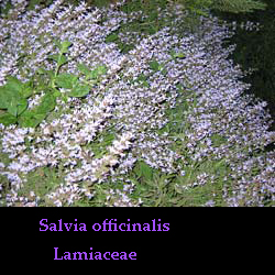 cespuglio di salvia in fiore
