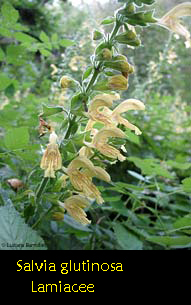 Salvia vischiosa