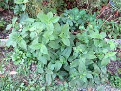 Salvia glutinosa - Agosto 2014 - 