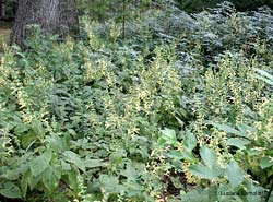 Salvia vischiosa