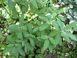 cespuglio di salvia