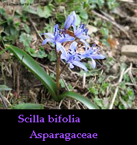 Scilla bifolia