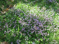 Thymus serpyllum - Timo