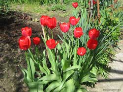 tulipani rossi