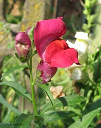 Antirrhinum majus