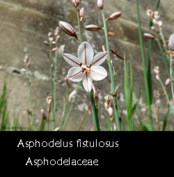 Asphodelus fistulosus