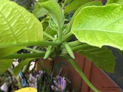 Brugmansia