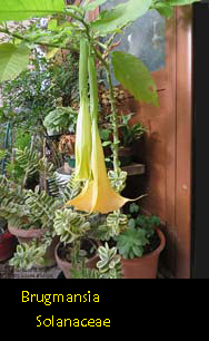 Brugmansia - Trombone d'Angelo