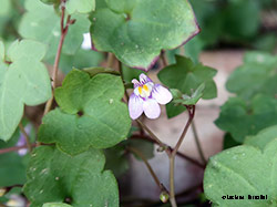 Cymbalaria muralis