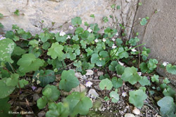 Cymbalaria muralis