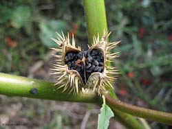 capsula dei semi di Datura stramonium
