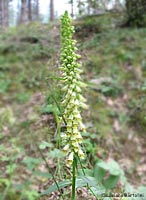 Digitalis lutea