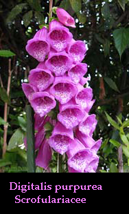 Digitalis purpurea