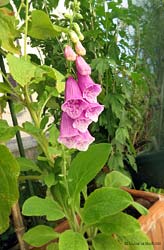 Digitalis purpurea