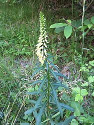 Digitalis  lutea - luglio 2014 pratomagno