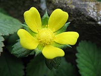 fiore giallo di Duchesnea indica