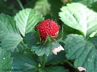 Duchesnea indica - falsa fragola