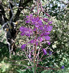 Epilobium angustifolium