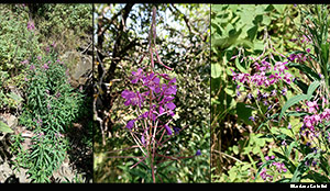 Epilobium angustifolium - Chamaenerion angustifolium