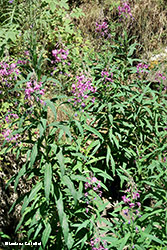 Epilobium angustifolium