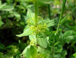 Galium cruciata