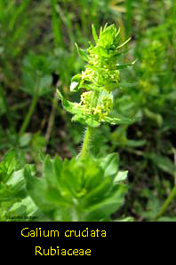 Galium cruciata