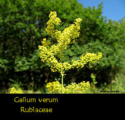 Galium verum