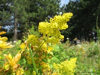 Galium verum