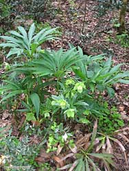 Helleborus foetidus