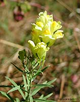 Linaria vulgaris