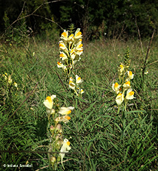 Linajola