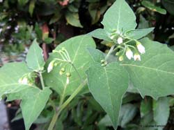 Solanum nigrum