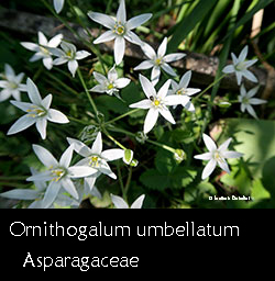 Ornithogalum umbellatum