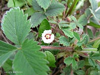 Potentilla micrantha