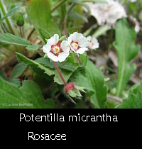 Potentilla micrantha