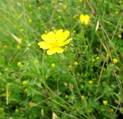 Potentilla