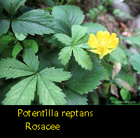 Potentilla reptans