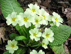 Primula vulgaris