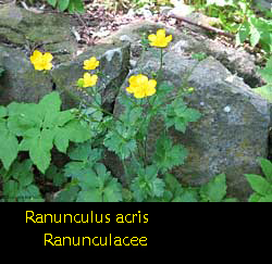 Ranunculus acris