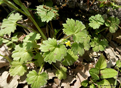 Ranuncolus chius