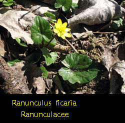 Favagello - Ranunculus ficaria