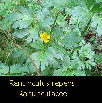 Ranunculus repens