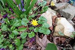 Favagello - Ranunculus ficaria