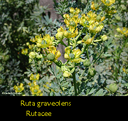 Fiori di Ruta graveolens