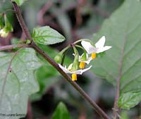 Morella - Solanum nigrum