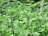 Urtica dioica