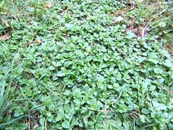 giovani foglie di Veronica serpyllifolia - agosto 2014