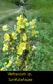 Verbascum sp.